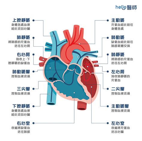 心臟位置